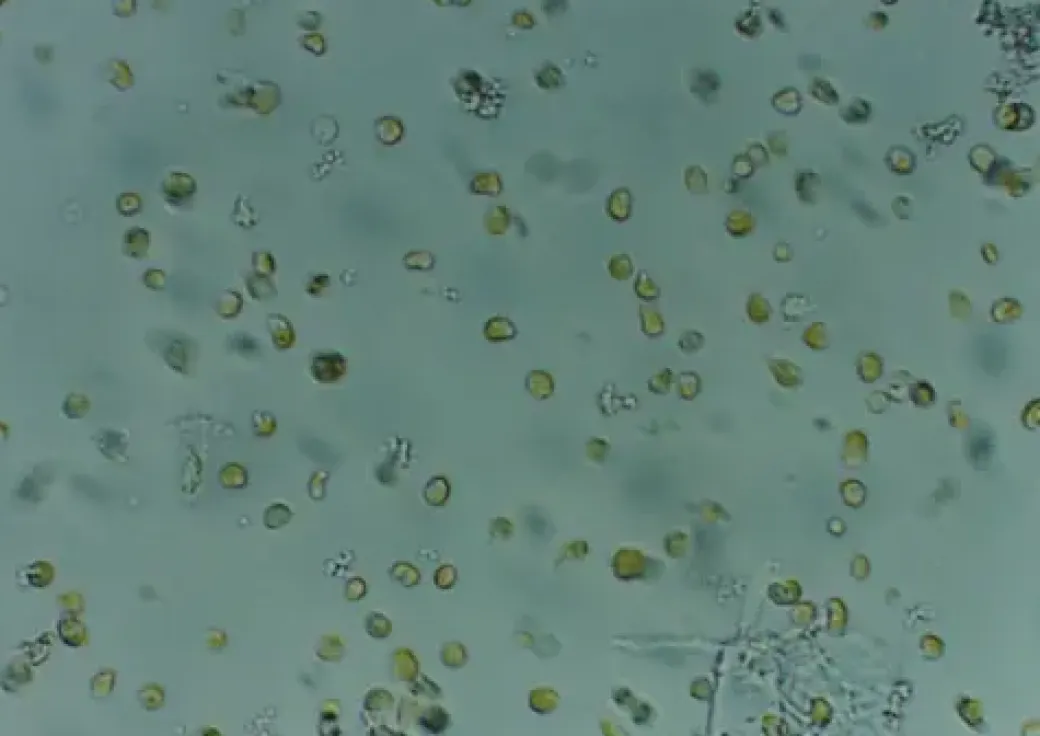 Nyos Phytomaxx Live Phytoplankton koncentrat 250 ml