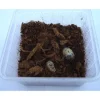 Rosenbille larver (Pachnoda sp) 10 stk