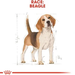 Royal Canin Beagle Adult 12 kg - tørfoder til voksne hunde