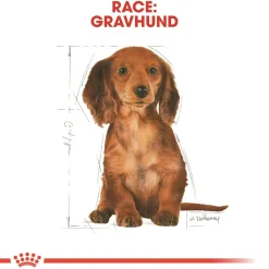 Royal Canin Dachshund Puppy 1,5 kg - tørfoder til Gravhund hvalpe