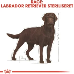 Royal Canin Labrador Retriever Sterilised Adult 12 kg - tørfoder til voksne hunde
