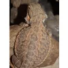 Skægagame ungdyr (Pogona Vitticeps)
