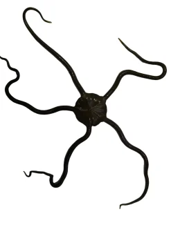 Slangesøstjerne Ophioderma rubicundum