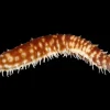 Tigerhale Sø-agurk (Holothuria hilla)