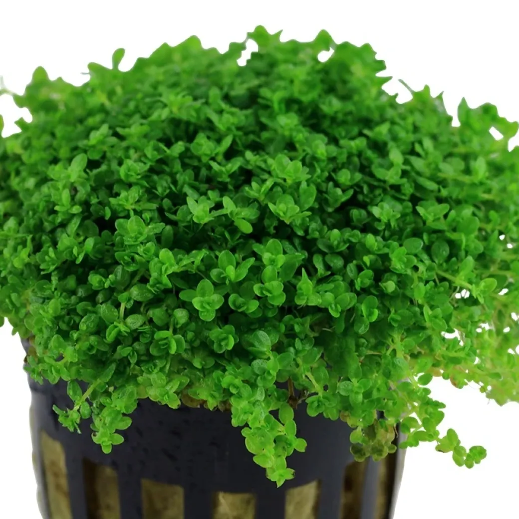 Tropica Akvaieplante i potte Micranthemum callitrichoides Cuba
