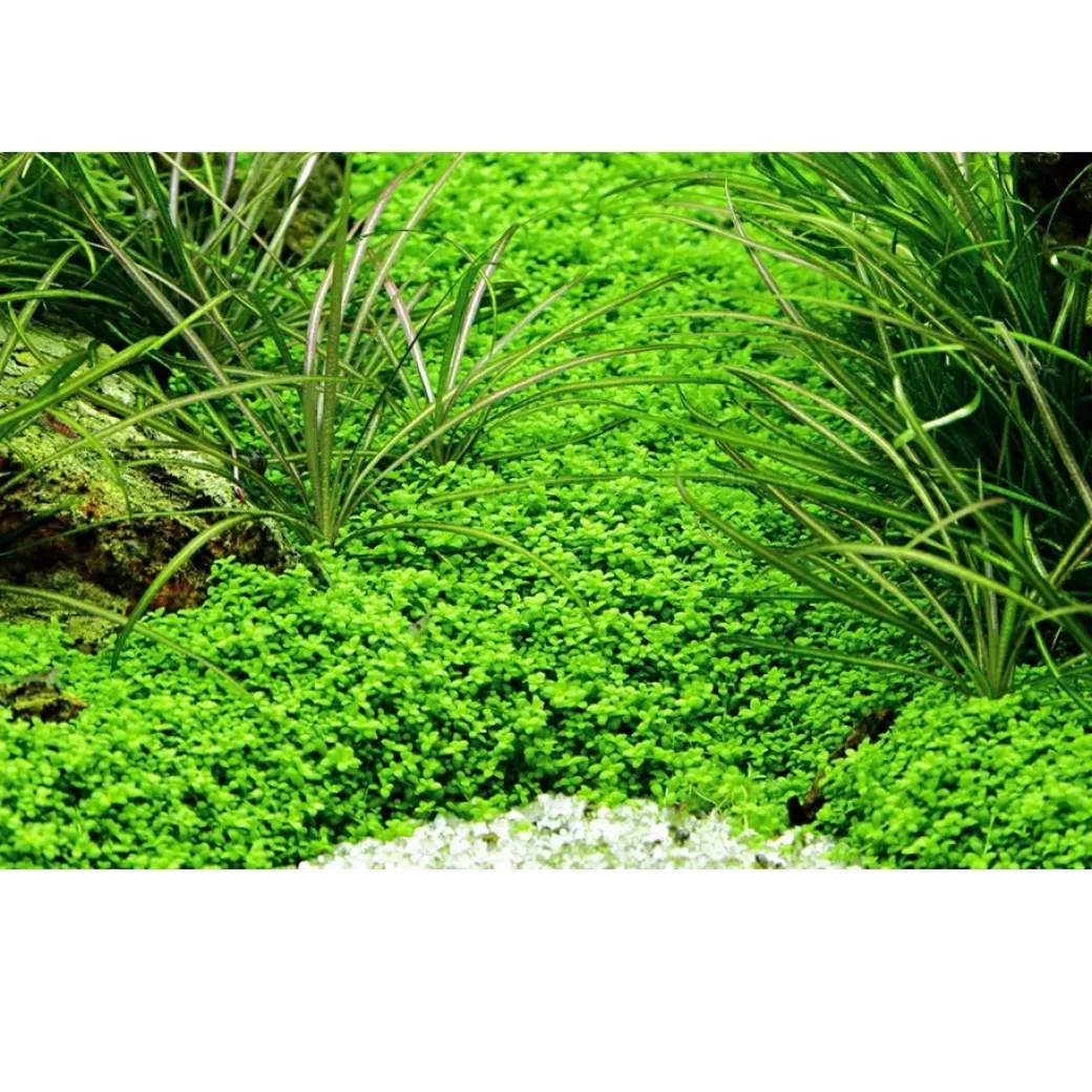 Tropica Akvaieplante i potte Micranthemum callitrichoides Cuba