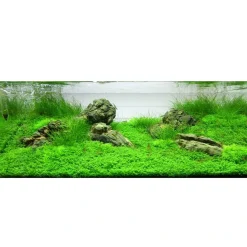 Tropica Akvaieplante i potte Micranthemum callitrichoides Cuba