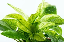 Tropica Akvarieplante Clips Anubias barteri var. nana 'Pinto'