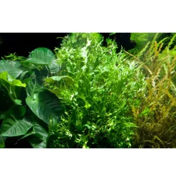 Tropica Akvarieplante i potte Microsorum pteropus Windeløv