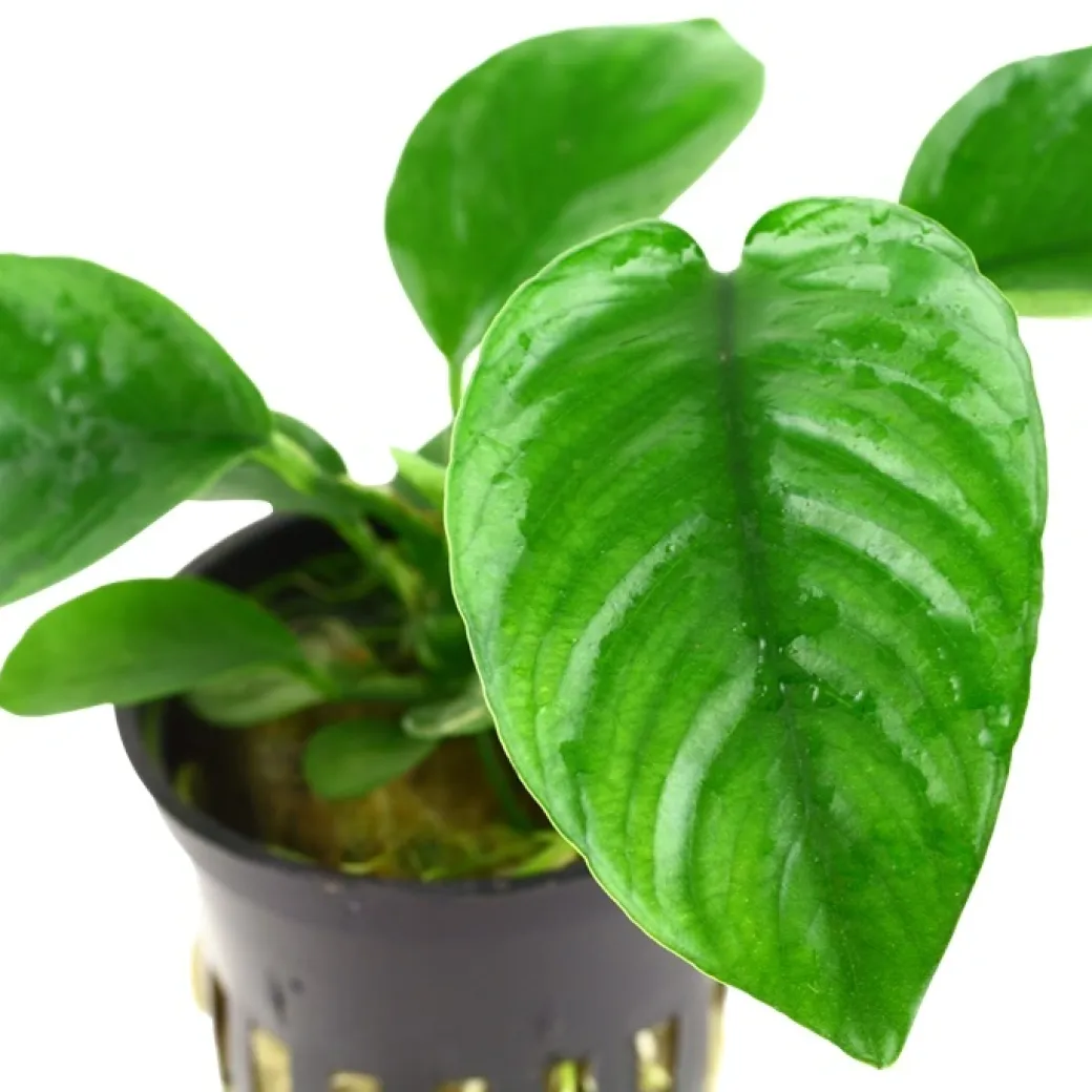 Tropica Akvarieplante i potte Anubias barteri caladiifolia