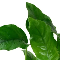 Tropica Akvarieplante i potte Anubias barteri variant barteri
