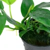 Tropica Akvarieplante i potte Anubias barteri Nana