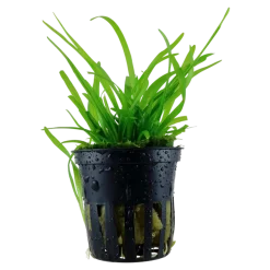 Tropica Akvarieplante i potte Sagittaria subulata