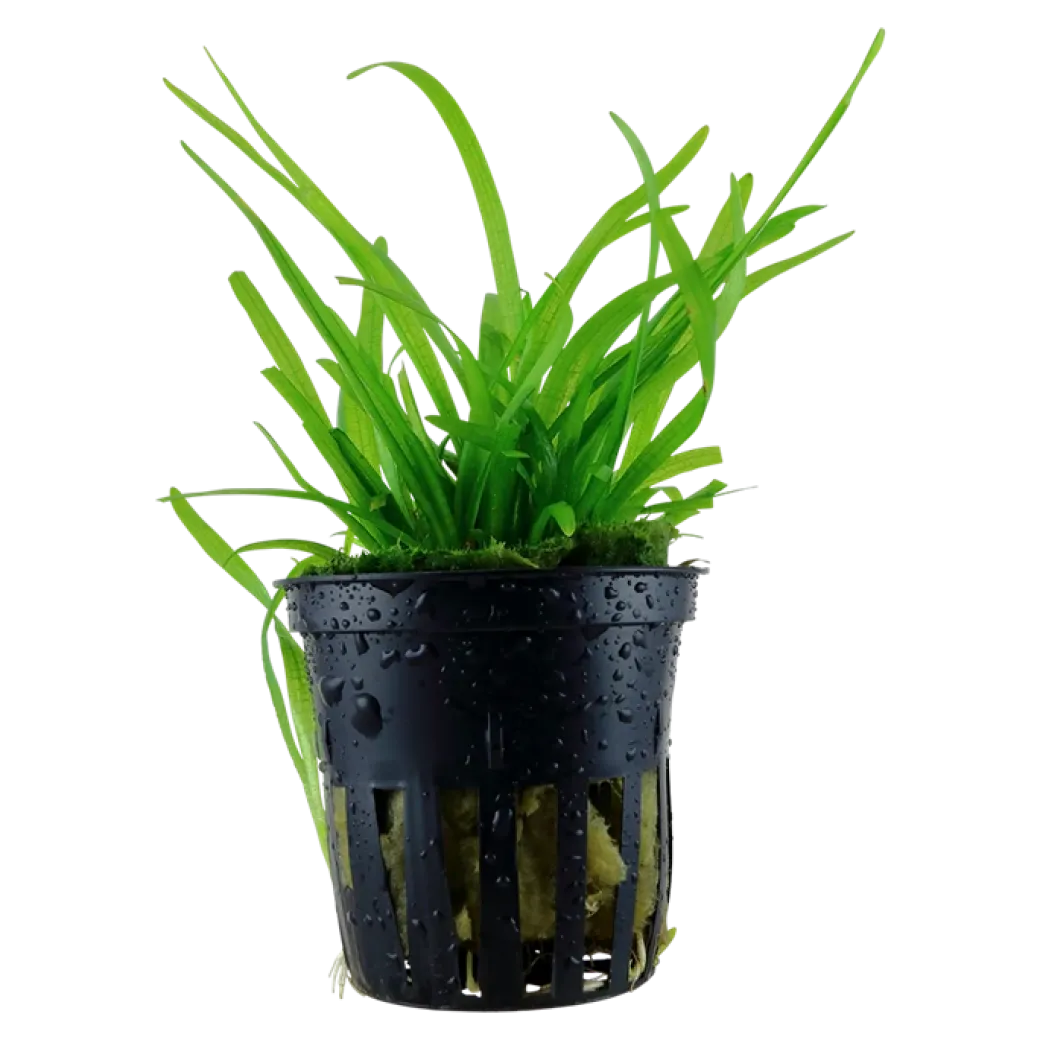 Tropica Akvarieplante i potte Sagittaria subulata