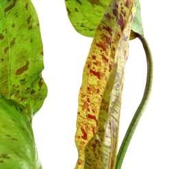 Tropica Akvarieplante i potte Echinodorus Ozelot green