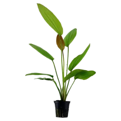 Tropica Akvarieplante i potte Echinodorus Rose