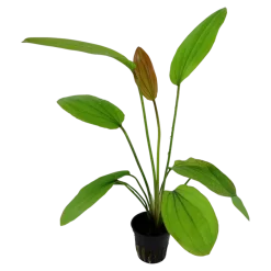 Tropica Akvarieplante i potte Echinodorus Rose