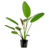 Tropica Akvarieplante i potte Echinodorus x barthii