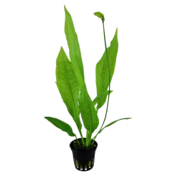 Tropica Akvarieplante i potte Echinodorus grisebachii (bleherae)