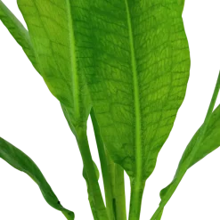 Tropica Akvarieplante i potte Echinodorus grisebachii (bleherae)