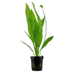 Tropica Akvarieplante i potte Echinodorus grisebachii (bleherae)