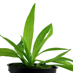 Tropica Akvarieplante i potte Helanthium bolivianum Quadricostatus