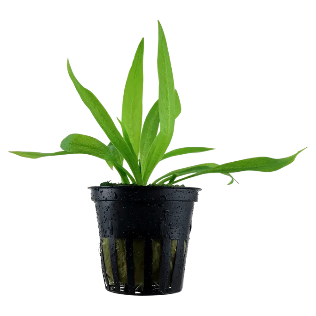 Tropica Akvarieplante i potte Helanthium bolivianum Quadricostatus