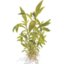 Tropica Akvarieplante i potte Hygrophila Siamensis 53B