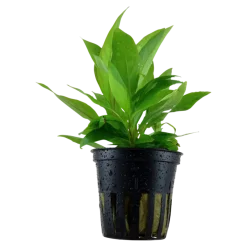 Tropica Akvarieplante i potte Hygrophila Corymbosa Stricta