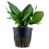 Tropica Akvarieplante i potte Hygrophila corymbosa Compact