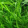 Tropica Akvarieplante i potte Hygrophila costata