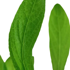 Tropica Akvarieplante i potte Hygrophila costata