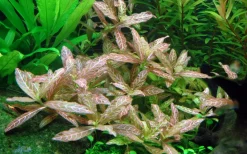 Tropica Akvarieplante i potte Hygrophila polysperma Rosanervig