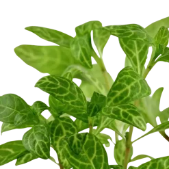 Tropica Akvarieplante i potte Hygrophila polysperma Rosanervig