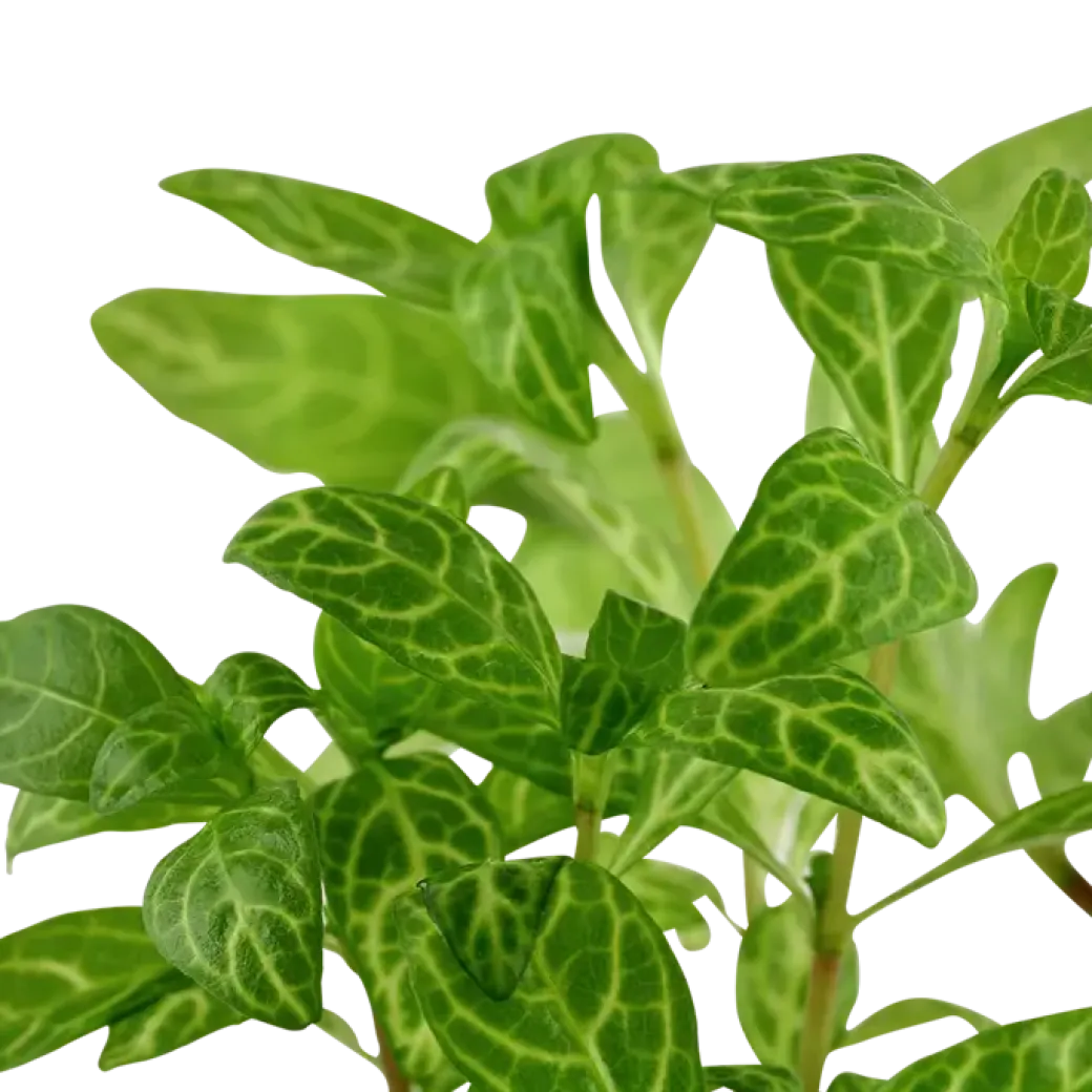 Tropica Akvarieplante i potte Hygrophila polysperma Rosanervig