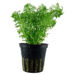 Tropica Akvarieplante i potte Limnophila sessiliflora