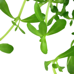 Tropica Akvarieplante i potte Bacopa monnieri Compact