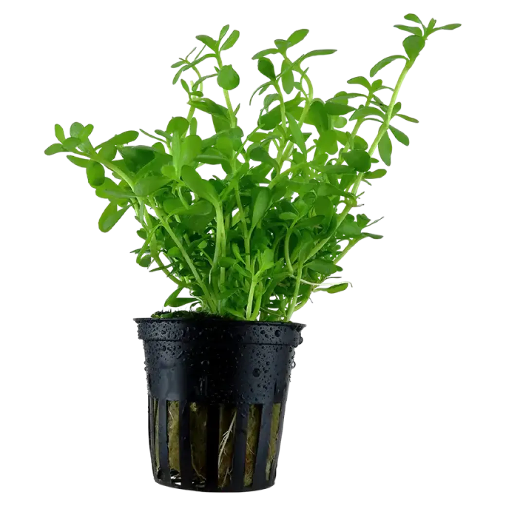 Tropica Akvarieplante i potte Bacopa monnieri Compact