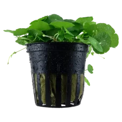 Tropica Akvarieplante i potte Hydrocotyle verticillata