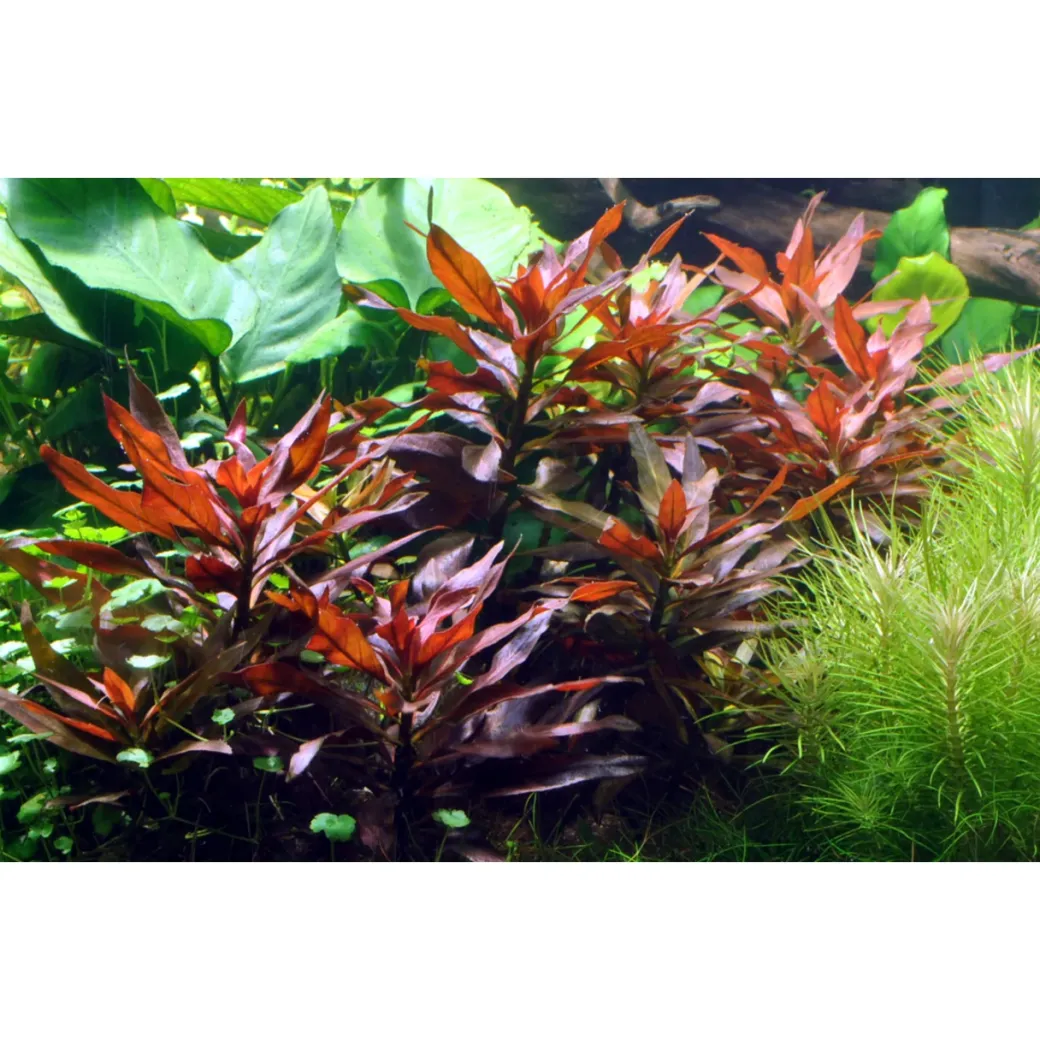 Tropica Akvarieplante i potte Ludwigia glandulosa