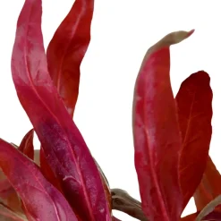 Tropica Akvarieplante i potte Alternanthera reineckii Pink