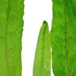 Tropica Akvarieplante i potte Microsorum pteropus Narrow