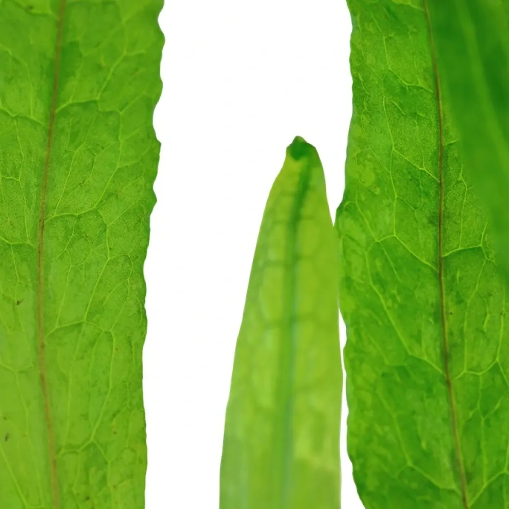 Tropica Akvarieplante i potte Microsorum pteropus Narrow