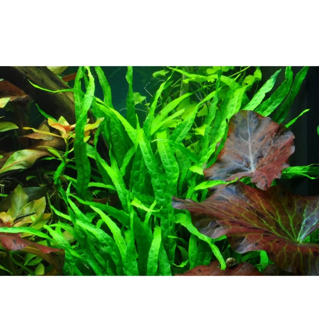 Tropica Akvarieplante i potte Microsorum pteropus Narrow
