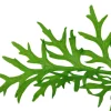 Tropica Akvarieplante i potte Ceratopteris thalictroides