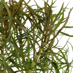 Tropica Akvarieplante i potte Pogostemon stellatus