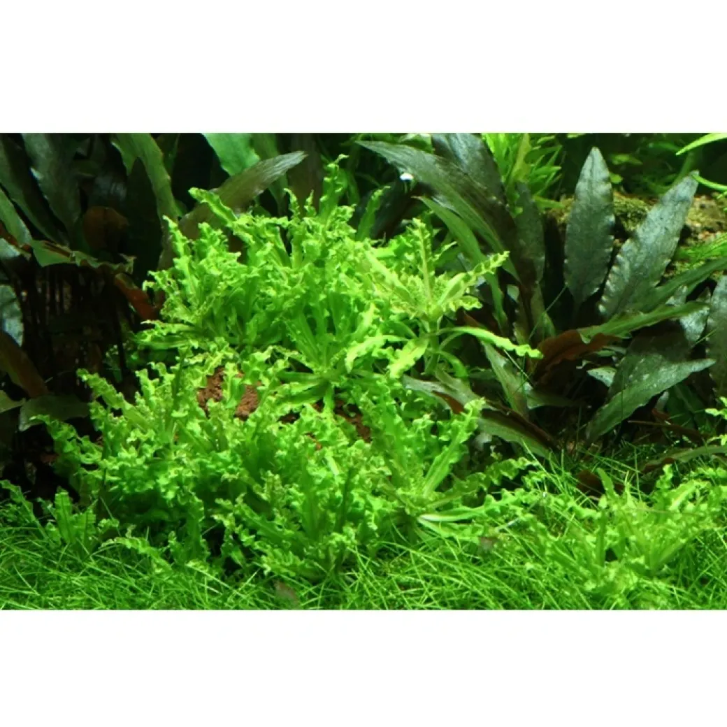 Tropica Akvarieplante i potte Pogostemon helferi