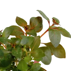 Tropica Akvarieplante i potte Ludwigia repens Rubin