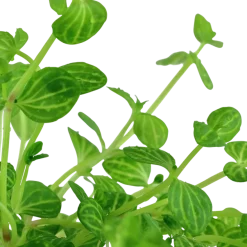 Tropica Akvarieplante i potte Lindernia rotundifolia