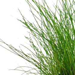 Tropica Akvarieplante ipotte Eleocharis parvula